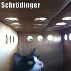 Il gatto di Schroedinger - Lo Spirito